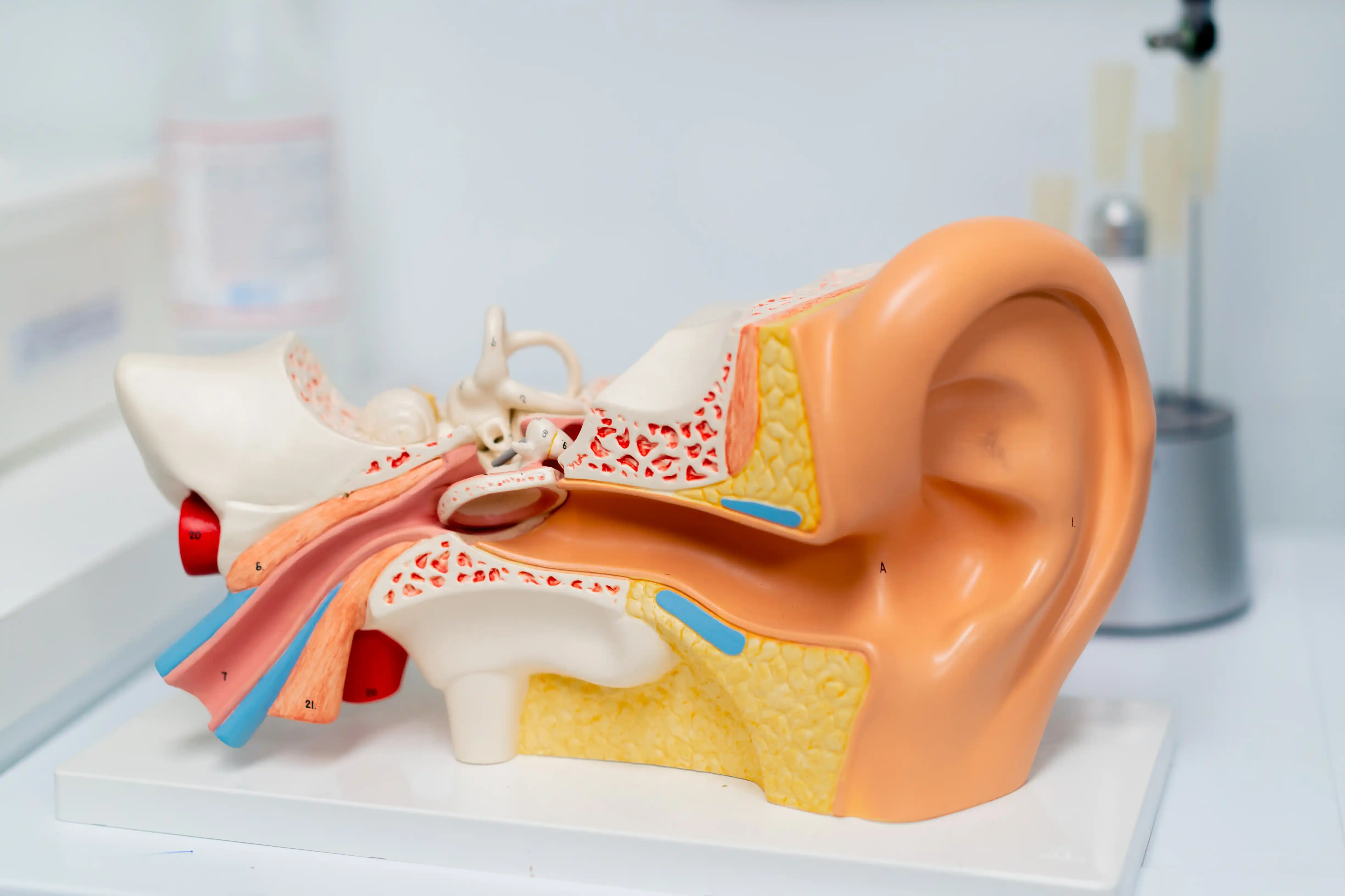 ENT (Ear, Nose, and Throat) Clinic
